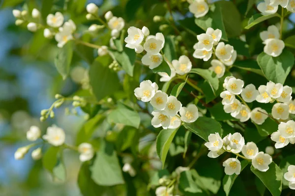 Gros Plan Fleurs Jasmin Blanc Dans Jardin Floraison Jasmin Dans — Photo