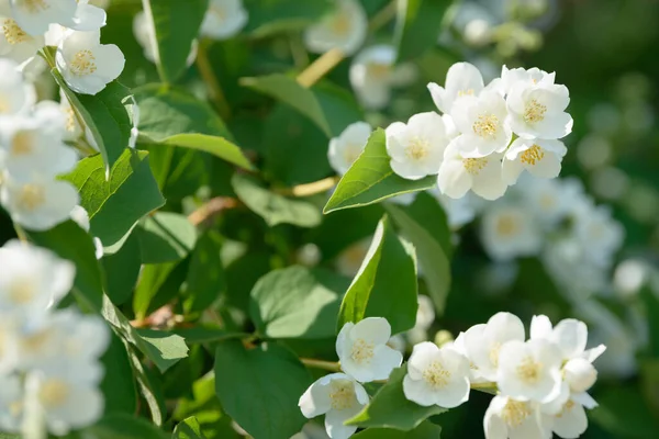 Primer Plano Flores Jazmín Blanco Jardín Arbusto Jazmín Con Flores —  Fotos de Stock