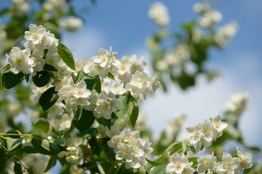 Bahçedeki yasemin çiçeklerini kapatın. Güneşli yaz gününde yasemin çalısı açıyor. Doğa arkaplanı.