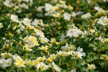 Bahçede yetişen gül çalılarının doğal buketi. Doğal ortamda açan çok renkli güller. Güzel çiçekli bitki..