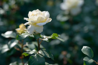 Bahçede yetişen gül çalılarının doğal buketi. Doğal ortamda açan çok renkli güller. Güzel çiçekli bitki..