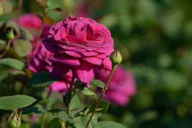 Bahçede yetişen gül çalılarının doğal buketi. Doğal ortamda açan çok renkli güller. Güzel çiçekli bitki..