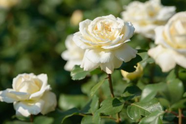 Bahçede yetişen gül çalılarının doğal buketi. Doğal ortamda açan çok renkli güller. Güzel çiçekli bitki..