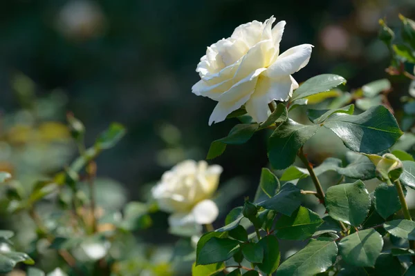 Natürliches Bouquet Von Rosensträuchern Die Garten Wachsen Bunte Rosen Blühen — Stockfoto