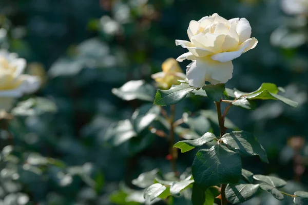 Natürliches Bouquet Von Rosensträuchern Die Garten Wachsen Bunte Rosen Blühen — Stockfoto