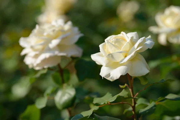 Natural Bouquet Rose Bushes Growing Garden Multi Colored Roses Blooming — Stock Photo, Image