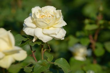 Bahçede yetişen gül çalılarının doğal buketi. Doğal ortamda açan çok renkli güller. Güzel çiçekli bitki..