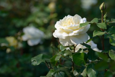 Bahçede yetişen gül çalılarının doğal buketi. Doğal ortamda açan çok renkli güller. Güzel çiçekli bitki..
