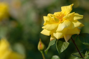 Bahçede yetişen gül çalılarının doğal buketi. Doğal ortamda açan çok renkli güller. Güzel çiçekli bitki..