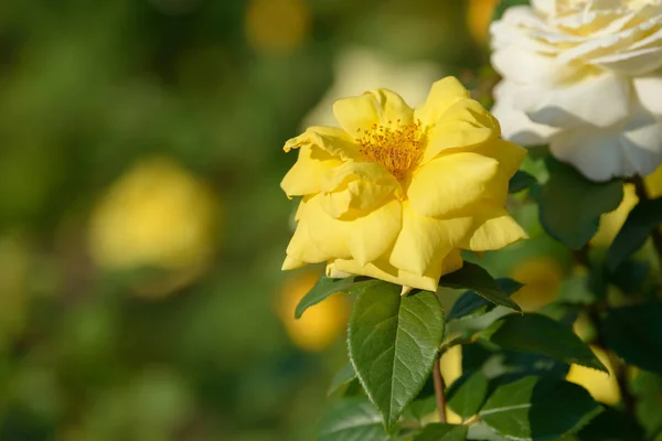 Natürliches Bouquet Von Rosensträuchern Die Garten Wachsen Bunte Rosen Blühen — Stockfoto