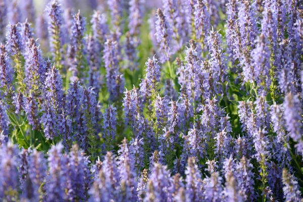 Lavendelblommor Blommande Buske Som Växer Fältet Blommande Lavendel Blomstã Llning — Stockfoto