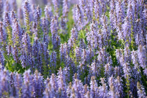 Flores Lavanda Arbusto Floreciente Creciendo Campo Floreciente Inflorescencia Lavanda Hermosa —  Fotos de Stock