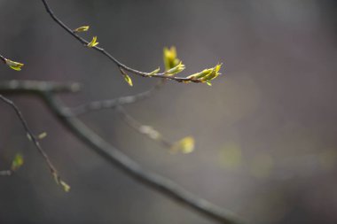 Genç ağaç yaprağı ve tomurcuk. Dallarda yeni bahar yaprakları beliriyor. Ağaç ya da çalı tomurcukları salıyor. Mevsimlik orman geçmişi.