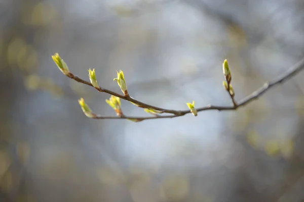 Hoja Brote Árbol Joven Nuevo Follaje Primaveral Que Aparece Ramas — Foto de Stock