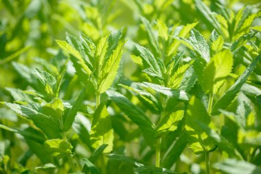 Bahçede yetişen taze yeşil organik nane. Bitki, yiyecek ve içecek için doğal bir bileşen olarak kullanılır. Çiğ nane yaprağı. Nane yaprağı.