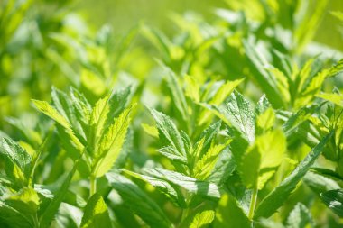 Bahçede yetişen taze yeşil organik nane. Bitki, yiyecek ve içecek için doğal bir bileşen olarak kullanılır. Çiğ nane yaprağı. Nane yaprağı.