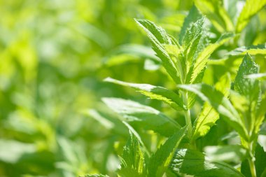 Bahçede yetişen taze yeşil organik nane. Bitki, yiyecek ve içecek için doğal bir bileşen olarak kullanılır. Çiğ nane yaprağı. Nane yaprağı.