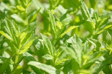 Bahçede yetişen taze yeşil organik nane. Bitki, yiyecek ve içecek için doğal bir bileşen olarak kullanılır. Çiğ nane yaprağı. Nane yaprağı.
