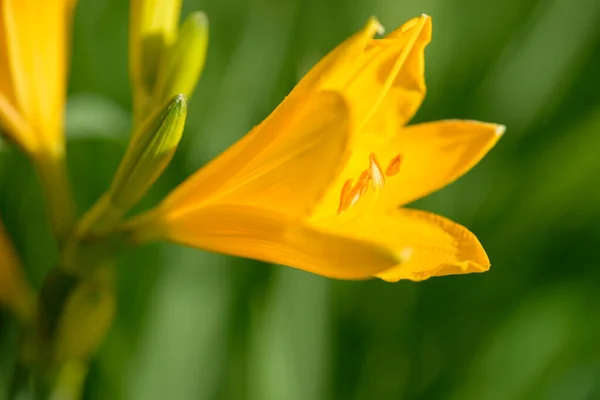 Flores Amarelas Laranjas Jardim Dia Lírio Que Crescem Sob Luz — Fotografia de Stock
