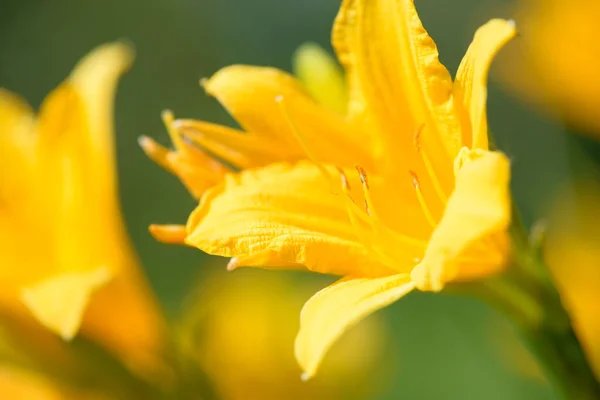 Flores Jardín Amarillas Naranjas Color Lirio Día Que Crecen Bajo —  Fotos de Stock