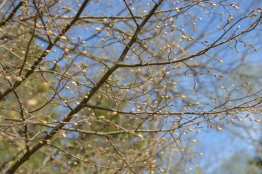 Genç ağaç yaprağı ve tomurcuk. Dallarda yeni bahar yaprakları beliriyor. Ağaç ya da çalı tomurcukları salıyor. Mevsimlik orman geçmişi.