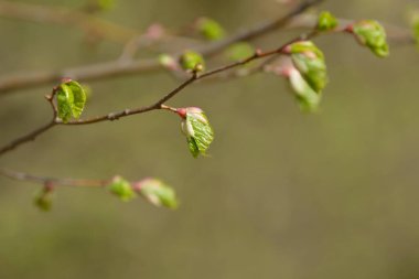 Genç ağaç yaprağı ve tomurcuk. Dallarda yeni bahar yaprakları beliriyor. Ağaç ya da çalı tomurcukları salıyor. Mevsimlik orman geçmişi.