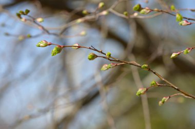 Genç ağaç yaprağı ve tomurcuk. Dallarda yeni bahar yaprakları beliriyor. Ağaç ya da çalı tomurcukları salıyor. Mevsimlik orman geçmişi.