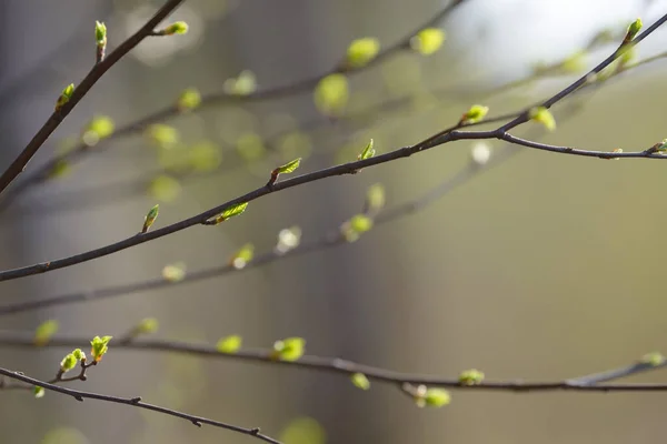 Hoja Brote Árbol Joven Nuevo Follaje Primaveral Que Aparece Ramas — Foto de Stock