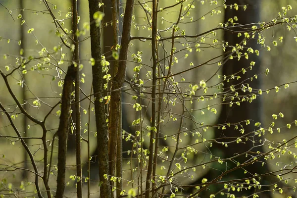 Mladý Stromový List Pupen Nové Jarní Listy Objevují Větvích Strom — Stock fotografie