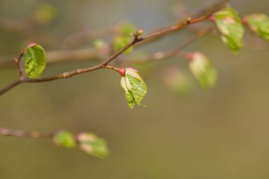 Genç ağaç yaprağı ve tomurcuk. Dallarda yeni bahar yaprakları beliriyor. Ağaç ya da çalı tomurcukları salıyor. Mevsimlik orman geçmişi.