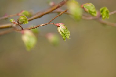 Genç ağaç yaprağı ve tomurcuk. Dallarda yeni bahar yaprakları beliriyor. Ağaç ya da çalı tomurcukları salıyor. Mevsimlik orman geçmişi.