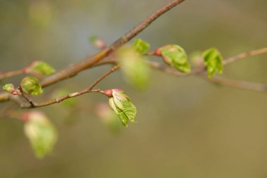 Genç ağaç yaprağı ve tomurcuk. Dallarda yeni bahar yaprakları beliriyor. Ağaç ya da çalı tomurcukları salıyor. Mevsimlik orman geçmişi.