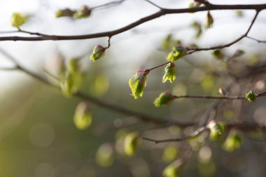 Genç ağaç yaprağı ve tomurcuk. Dallarda yeni bahar yaprakları beliriyor. Ağaç ya da çalı tomurcukları salıyor. Mevsimlik orman geçmişi.
