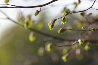 Genç ağaç yaprağı ve tomurcuk. Dallarda yeni bahar yaprakları beliriyor. Ağaç ya da çalı tomurcukları salıyor. Mevsimlik orman geçmişi.