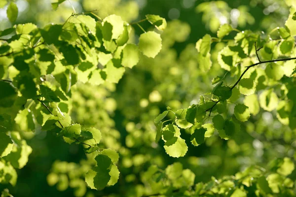 Genç ağaç yaprağı ve tomurcuk. Dallarda yeni bahar yaprakları beliriyor. Ağaç ya da çalı tomurcukları salıyor. Mevsimlik orman geçmişi.