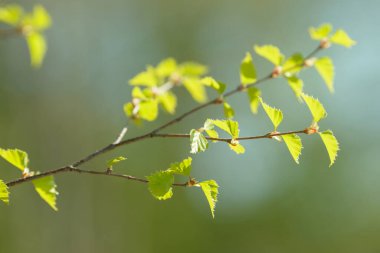 Genç ağaç yaprağı ve tomurcuk. Dallarda yeni bahar yaprakları beliriyor. Ağaç ya da çalı tomurcukları salıyor. Mevsimlik orman geçmişi.