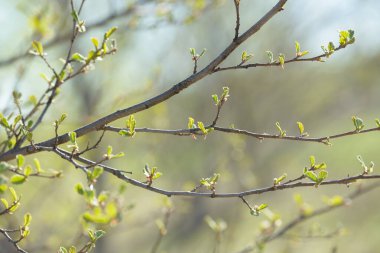 Genç ağaç yaprağı ve tomurcuk. Dallarda yeni bahar yaprakları beliriyor. Ağaç ya da çalı tomurcukları salıyor. Mevsimlik orman geçmişi.