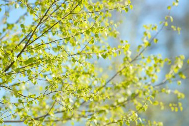 Genç ağaç yaprağı ve tomurcuk. Dallarda yeni bahar yaprakları beliriyor. Ağaç ya da çalı tomurcukları salıyor. Mevsimlik orman geçmişi.