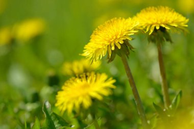 Sarı karahindiba çiçekleri (Taraxacum officinale). Güneşli bahar gününde karahindiba tarlası geçmişi. Çiçekli karahindiba.