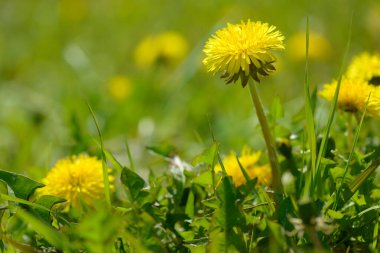 Sarı karahindiba çiçekleri (Taraxacum officinale). Güneşli bahar gününde karahindiba tarlası geçmişi. Çiçekli karahindiba.