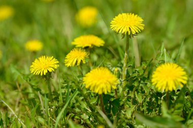 Sarı karahindiba çiçekleri (Taraxacum officinale). Güneşli bahar gününde karahindiba tarlası geçmişi. Çiçekli karahindiba.