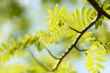 Genç ağaç yaprağı ve tomurcuk. Dallarda yeni bahar yaprakları beliriyor. Ağaç ya da çalı tomurcukları salıyor. Mevsimlik orman geçmişi.
