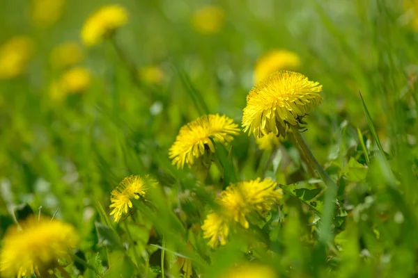 Żółte Kwiaty Mniszka Lekarskiego Taraxacum Officinale Dandelions Tle Pola Wiosnę — Zdjęcie stockowe