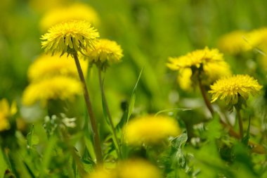 Sarı karahindiba çiçekleri (Taraxacum officinale). Güneşli bahar gününde karahindiba tarlası geçmişi. Çiçekli karahindiba.