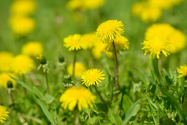 Sarı karahindiba çiçekleri (Taraxacum officinale). Güneşli bahar gününde karahindiba tarlası geçmişi. Çiçekli karahindiba.