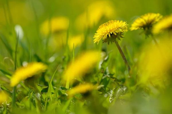 Flores Amarillas Diente León Taraxacum Officinale Fondo Del Campo Dientes —  Fotos de Stock