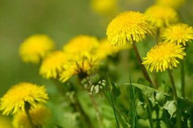 Sarı karahindiba çiçekleri (Taraxacum officinale). Güneşli bahar gününde karahindiba tarlası geçmişi. Çiçekli karahindiba.