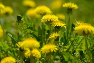Sarı karahindiba çiçekleri (Taraxacum officinale). Güneşli bahar gününde karahindiba tarlası geçmişi. Çiçekli karahindiba.