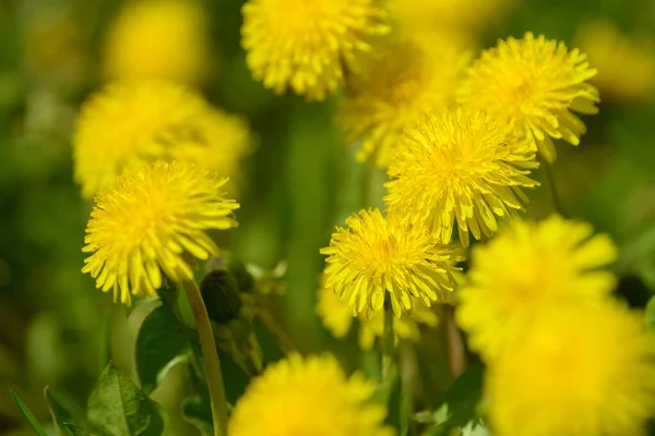 Fiori Tarassaco Giallo Taraxacum Officinale Denti Leone Campo Sfondo Primavera — Foto Stock