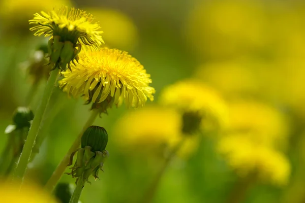 Żółte Kwiaty Mniszka Lekarskiego Taraxacum Officinale Dandelions Tle Pola Wiosnę — Zdjęcie stockowe